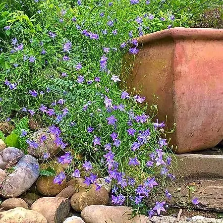 Maison Et Jardin Talinou Bed & Breakfast Montastruc (Hautes-Pyrenees)